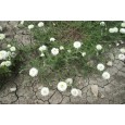 Eterično olje rimske kamilice, ekološko, Florihana, 2g