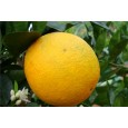 Eterično olje sladke pomaranče, ekološko, Florihana, 15g