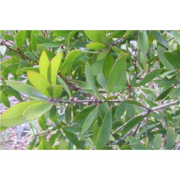 Eterično olje evkalipta globulus, ekološko, Florihana, 15g