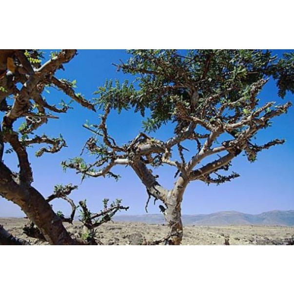 Eterično olje kadilne bosvelije, ekološko, Florihana, 15g