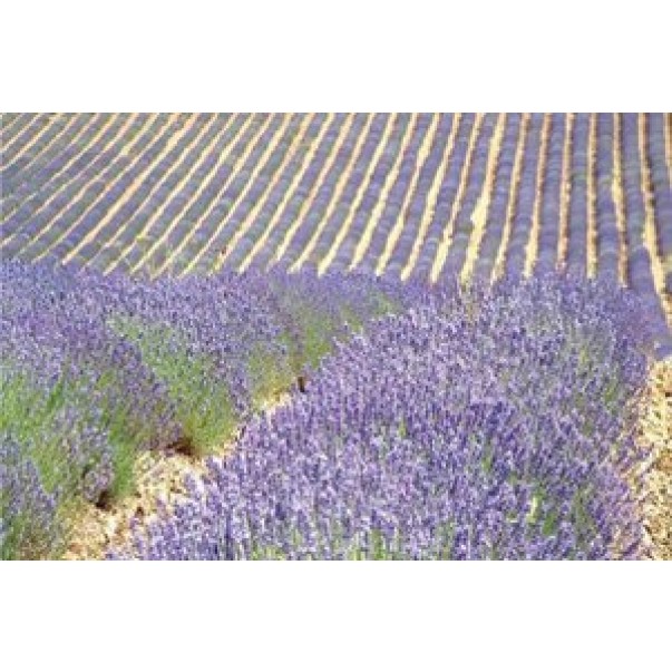 Eterično olje lavandina, ekološko, Florihana, 15g