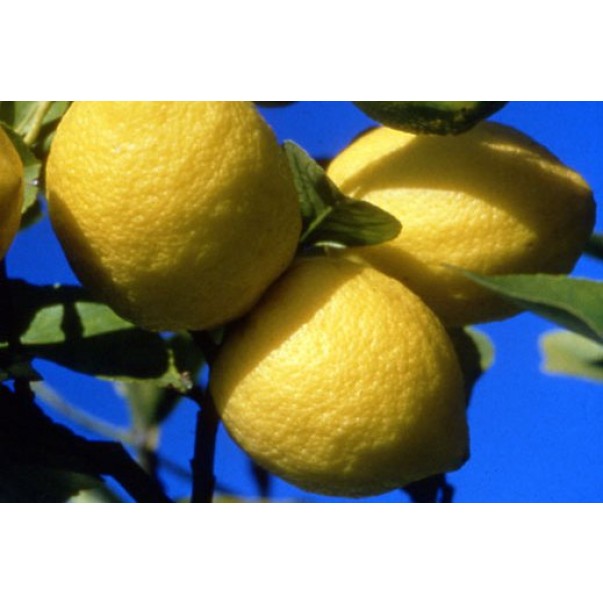 Eterično olje limone, ekološko, Florihana, 15g