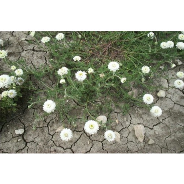 Eterično olje rimske kamilice, ekološko, Florihana, 2g