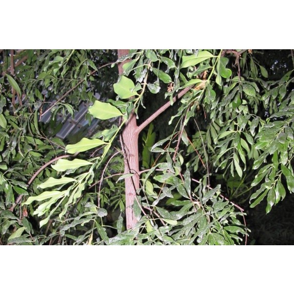 Eterično olje sandalovega lesa (sandalovine), ekološko, Florihana, 5g