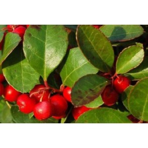 ETERIČNO OLJE ZELENKA (GAULTERIJA), 5G, FLORIHANA